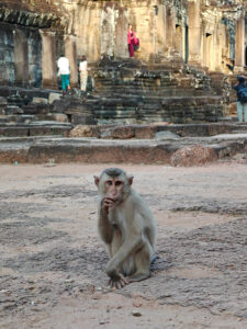 Affen in Bayon