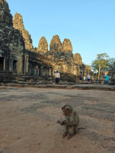 Affen in Bayon