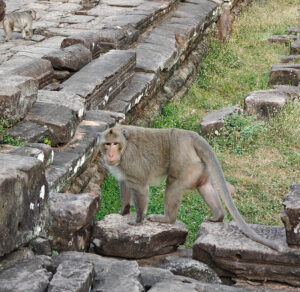Affen in Bayon