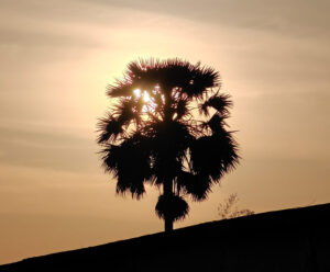 Palme im Sonnenaufgang