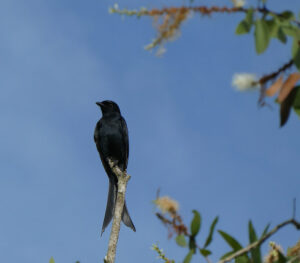 erster Vogel