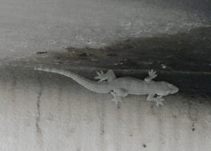 Gecko