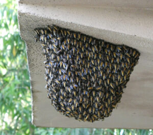 Bienen?