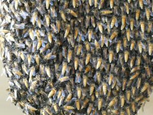 Bienen?