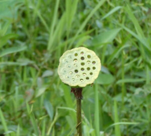 Lotusfrucht