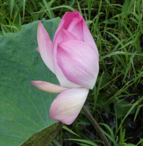 Lotusblüte