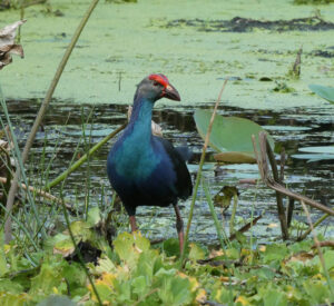 Graukopf-Purpurhuhn