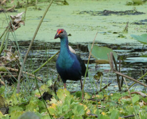 Graukopf-Purpurhuhn