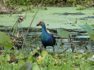 Graukopf-Purpurhuhn