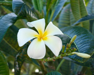 Frangipani Blüte