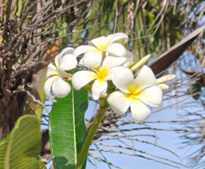 Frangipani