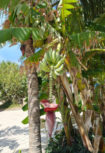 Banane