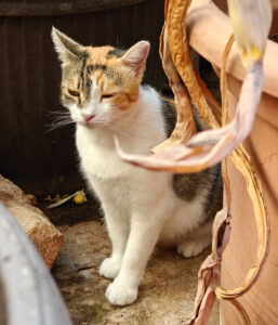 Katze