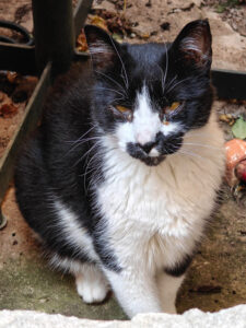 Katze