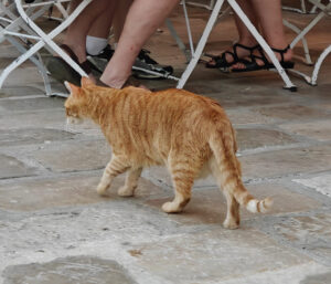 Katze Nummer 3