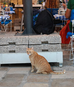 Katze Nummer 3