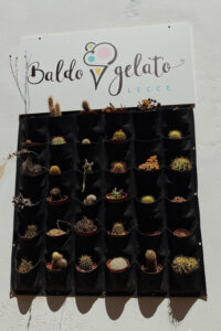 Baldo Gelato