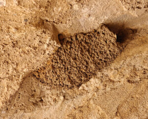 Nest