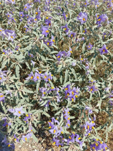 Flora