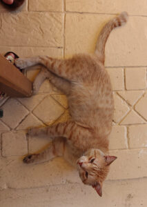 frecher Kater