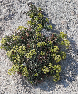 Sarakiniko