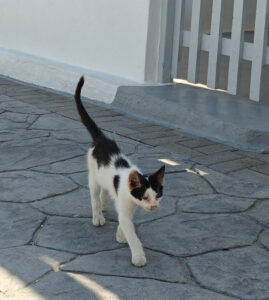 Katzen von Mandrakia