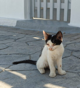 Katzen von Mandrakia
