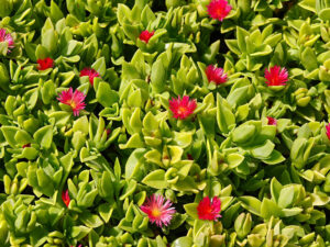 Flora