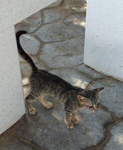 Katzen von Mandrakia
