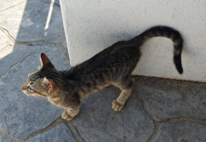 Katzen von Mandrakia