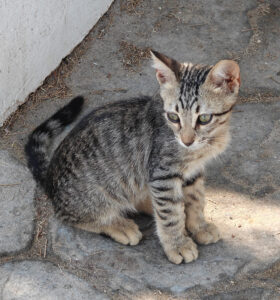 Katzen von Mandrakia