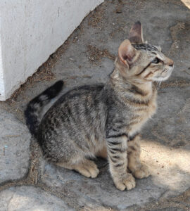Katzen von Mandrakia