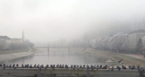 Tauben in Grau in Salzburg