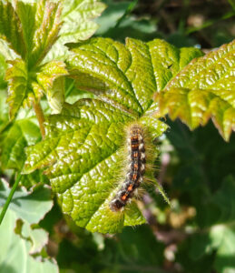 Raupe Nimmersatt