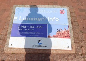die Lummen waren noch nicht so weit
