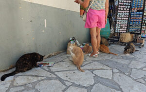 Katzen von Poros