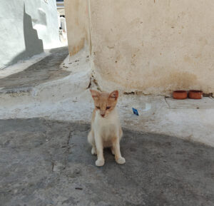Katzen von Poros