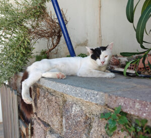 Katzen von Poros