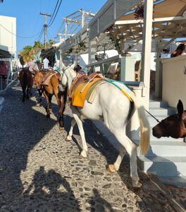 Maultiere in Fira