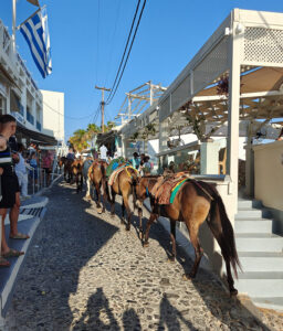 Maultiere in Fira
