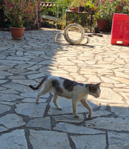 Katzen