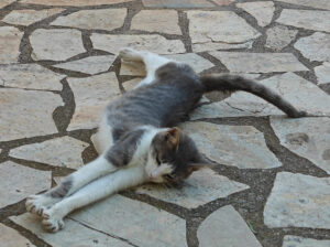 Katzen