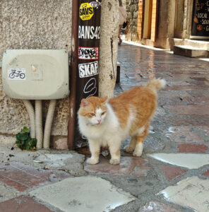 Katzen von Kotor