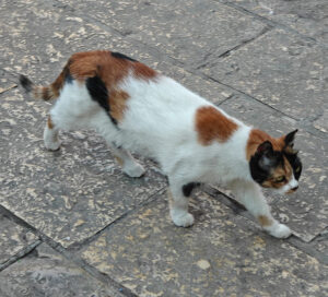 Katzen von Kotor