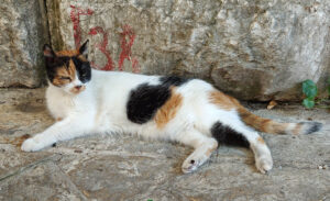 Katzen von Kotor