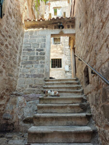 Katzen von Kotor