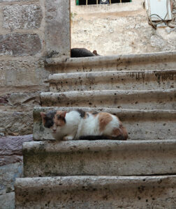 Katzen von Kotor