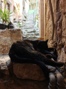 Katzen von Kotor