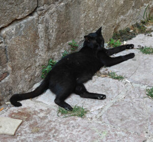 Katzen von Kotor
