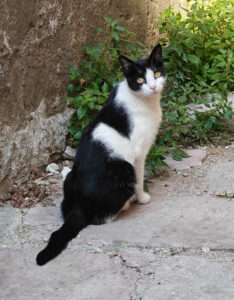 Katzen von Kotor